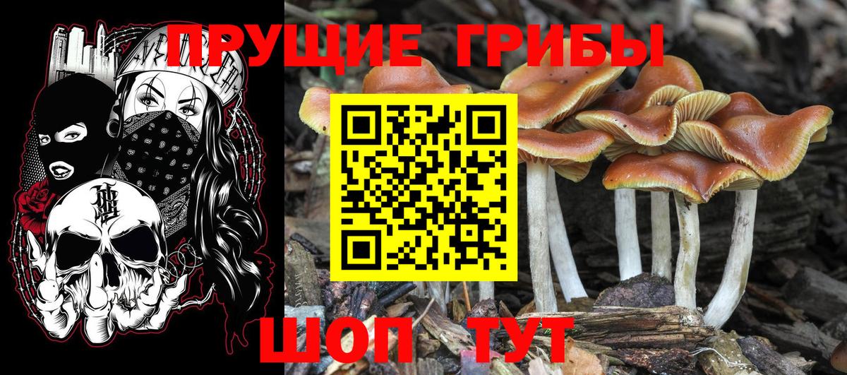 Псилоцибиновые грибы прущие грибы  Вход с VPN  Лесозаводск  Псилоцибиновые грибы Psilocybine cubensis 